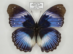 Hypolimnas salmacis salmacis