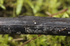 Didymium difforme