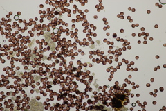 Didymium difforme