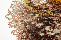 Didymium difforme