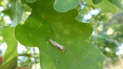 Catoptria verellus