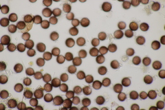 Didymium difforme