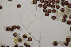 Didymium difforme