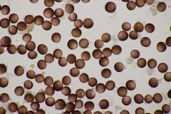 Didymium difforme