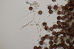Didymium difforme