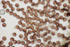 Didymium difforme