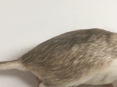 Chaetodipus penicillatus