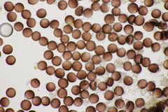 Didymium difforme