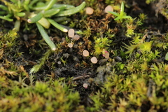 Roseodiscus formosus