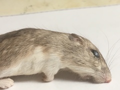 Chaetodipus penicillatus