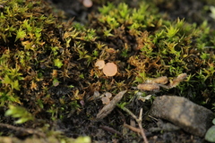 Roseodiscus formosus