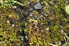 Roseodiscus formosus