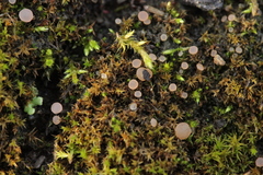 Roseodiscus formosus