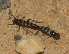 Acraspisa