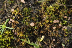 Roseodiscus formosus