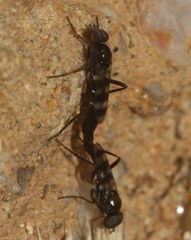 Acraspisa
