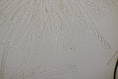 Roseodiscus formosus