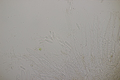 Roseodiscus formosus