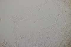 Roseodiscus formosus