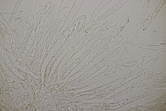Roseodiscus formosus