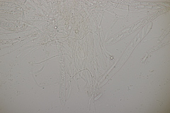 Roseodiscus formosus