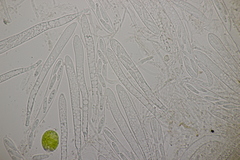 Roseodiscus formosus