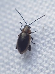 Longitarsus dorsalis