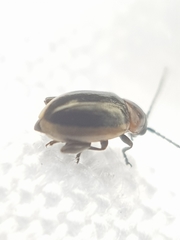 Longitarsus dorsalis
