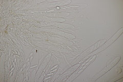 Roseodiscus formosus