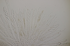 Roseodiscus formosus