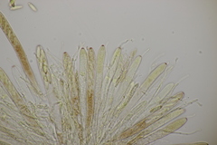 Roseodiscus formosus