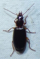 Cymindis platicollis