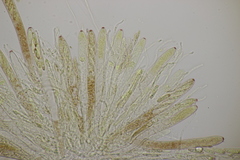 Roseodiscus formosus
