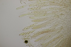 Roseodiscus formosus