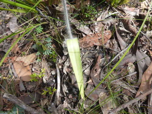 Image of Caladenia venusta by (c) Kiri Bee, some rights reserved (CC BY)