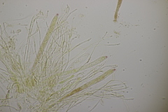 Roseodiscus formosus