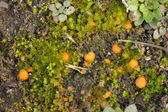 Octospora gyalectoides