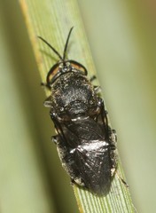 Octarthria