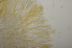 Octospora gyalectoides