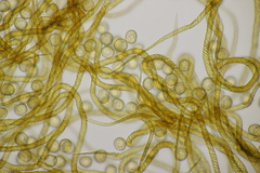 Hemitrichia decipiens