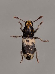 Basitropis relicta
