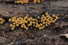 Hemitrichia decipiens