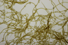 Hemitrichia decipiens