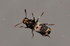 Basitropis relicta