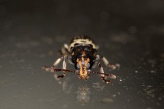 Basitropis relicta