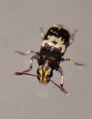 Basitropis relicta