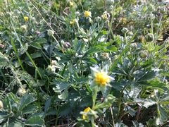 Potentilla inclinata