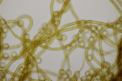 Hemitrichia decipiens