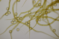Hemitrichia decipiens