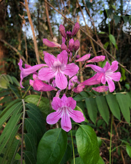Bignonia binata